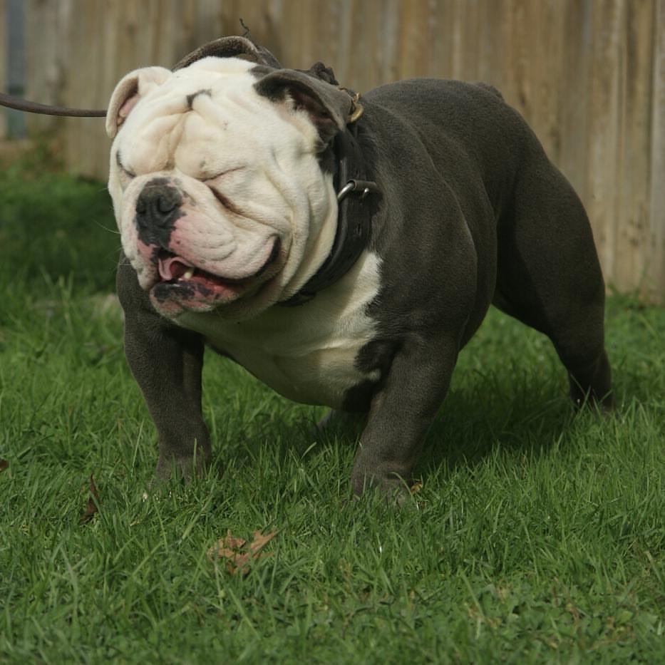 Northstar's El Uno | Olde English Bulldogge 