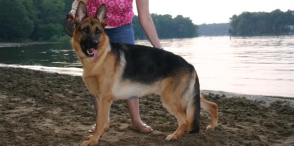 Alta-Tollhaus Herrick | German Shepherd Dog 