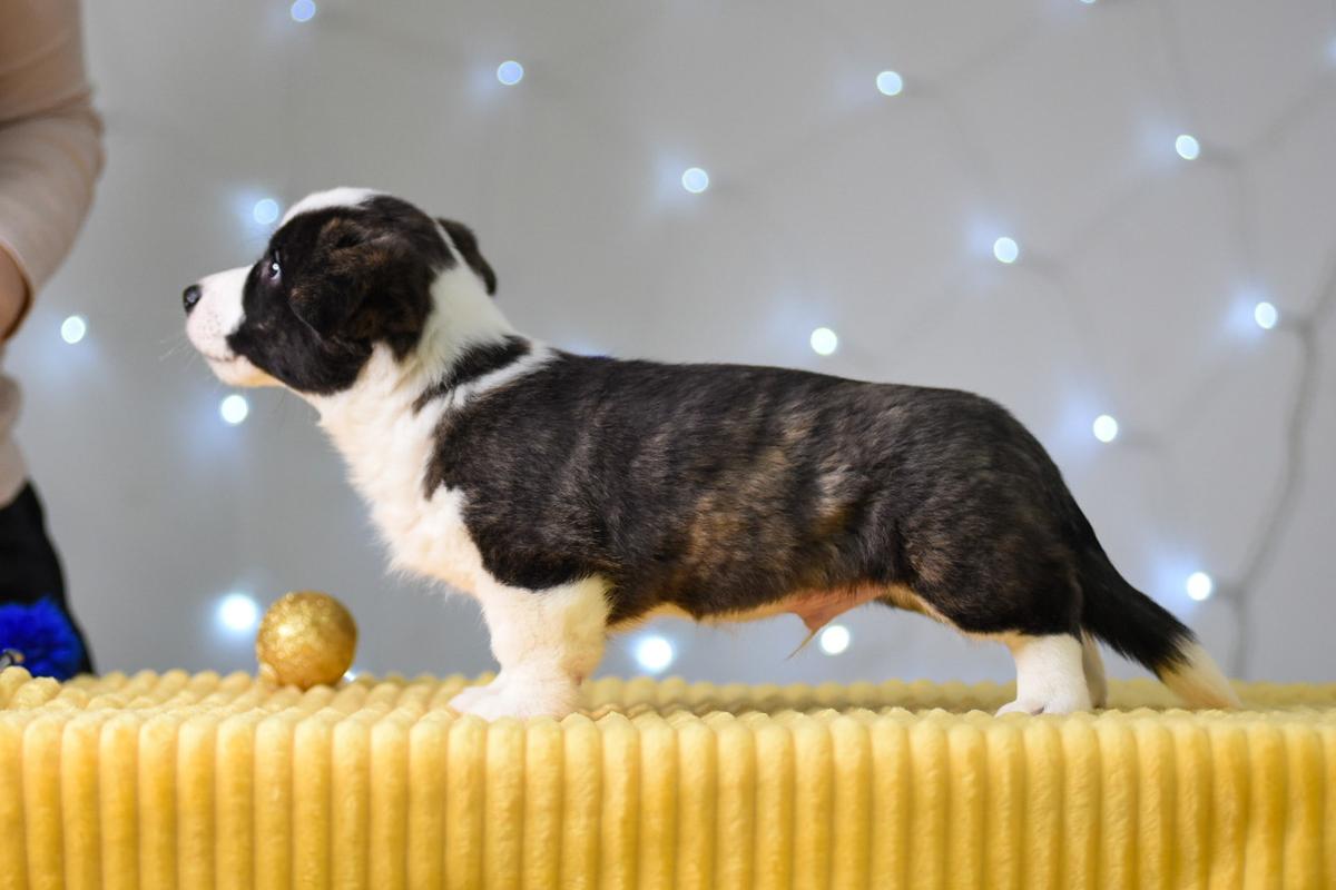 CORSTAR WIZARD OF OZ | Cardigan Welsh Corgi 