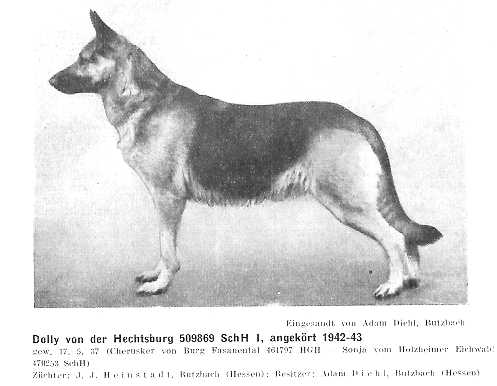 Dolly von der Hechtsburg | German Shepherd Dog 