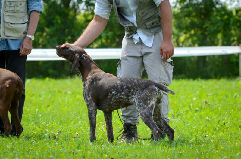 Pradellinensis Luce | German Shorthaired Pointer 