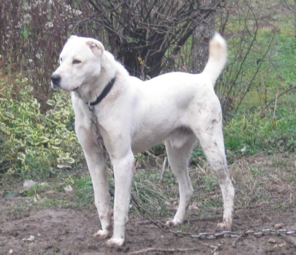 Tajfun of Golden Crane | Central Asian Shepherd Dog 