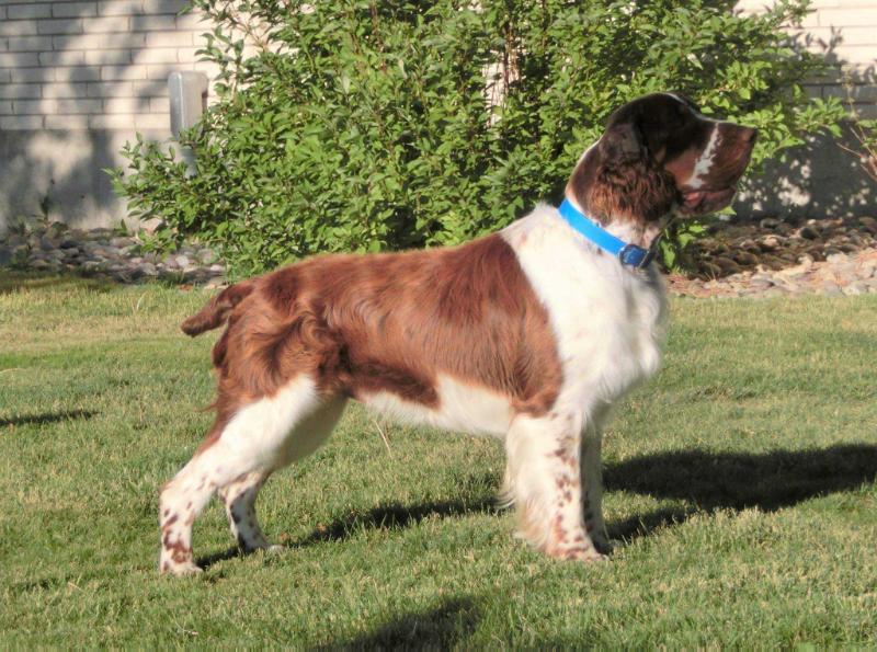 Heavensent's Total Chaos | English Springer Spaniel 