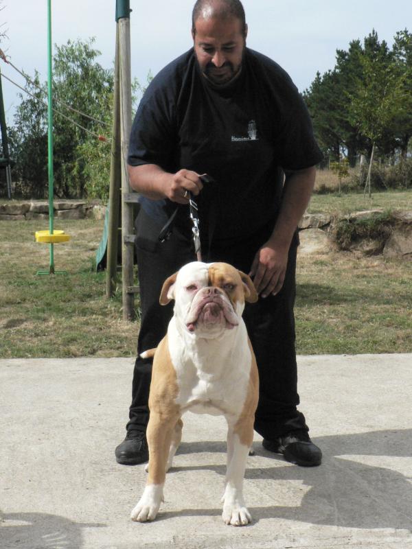 Notorious Street Bulls Redbull | American Bulldog 