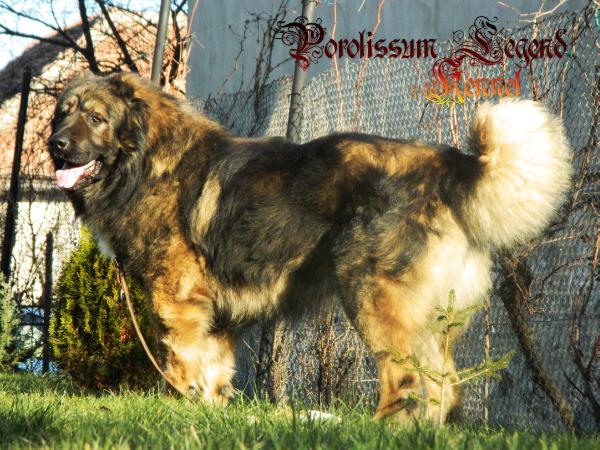 Dermina Alex Lil Krakush( owner: Porolissum Legend Kennel) | Caucasian Mountain Dog 