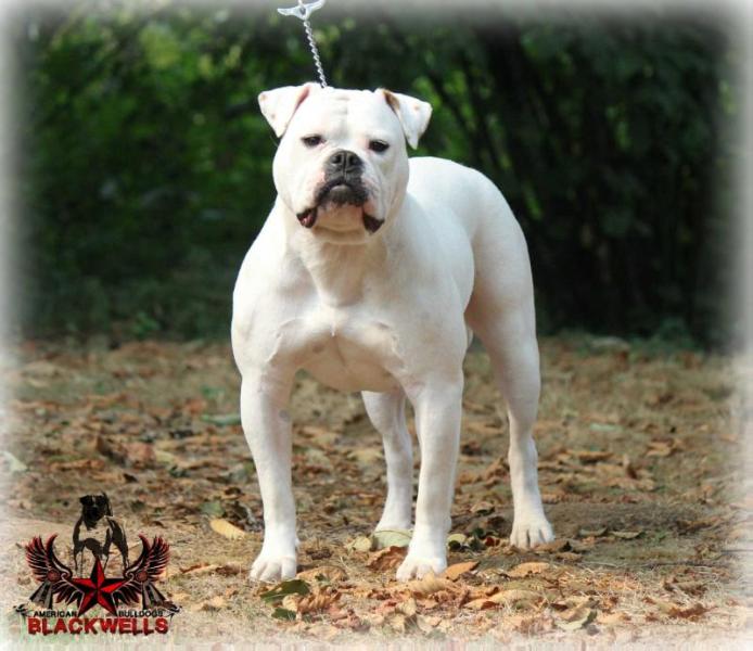 Blackwell's Tesla Model S | American Bulldog 