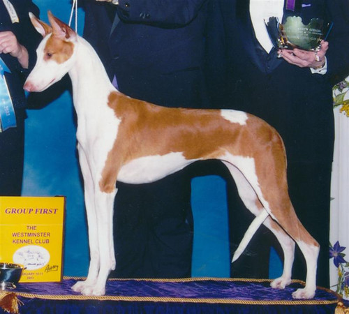 Luxor's Playmate Of The Year | Ibizan Hound 