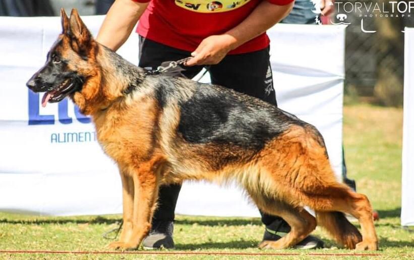 Kamie Casa Zevahc | German Shepherd Dog 