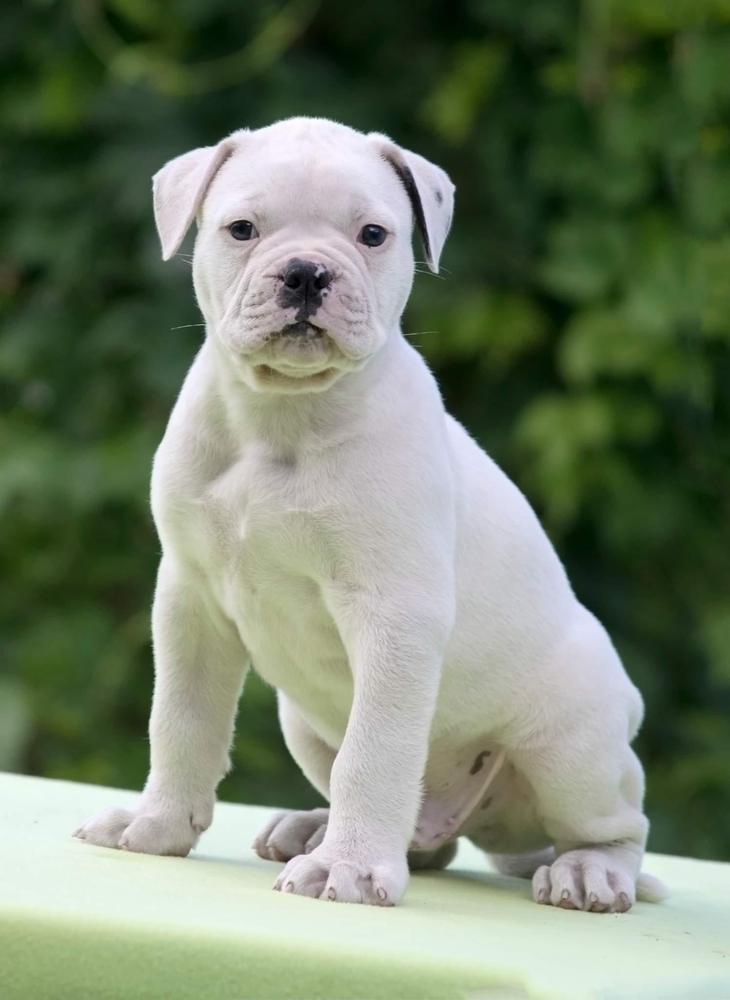 SPARKY | American Bulldog 