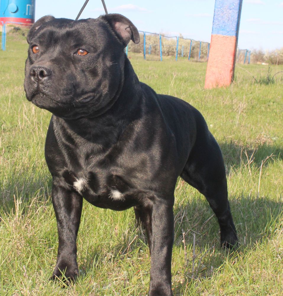 DIAMOND CHASE BIGFOOT | Staffordshire Bull Terrier 