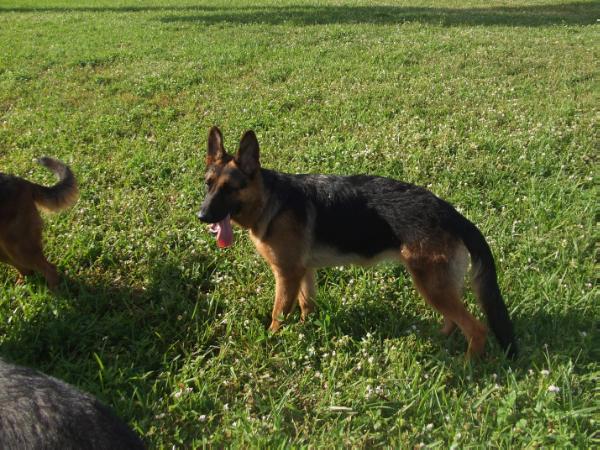 Maggie Vom Olaechea | German Shepherd Dog 