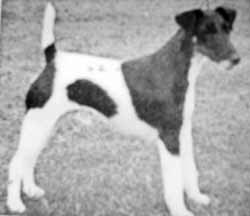 Fieldron Phoenix | Smooth Fox Terrier 