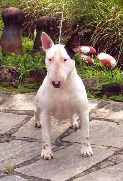 Rio do Areal Bella | Bull Terrier 