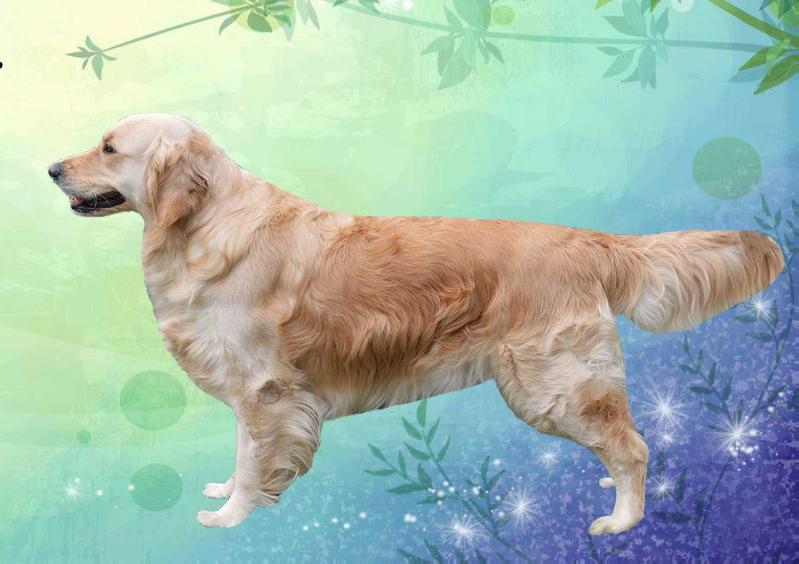 Gella Sunshine Reggae | Golden Retriever 