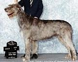 Wolfhouse Mythicay | Irish Wolfhound 