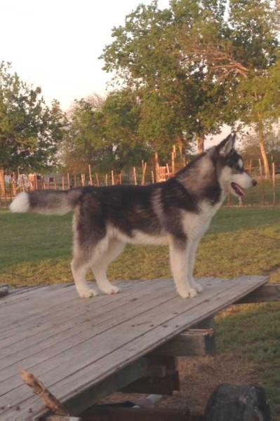 Big eml's Elim | Siberian Husky 