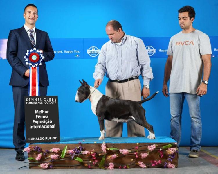 Rio do Areal Chanel | Bull Terrier 