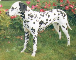 Toot's Hollie Hobbie | Dalmatian 