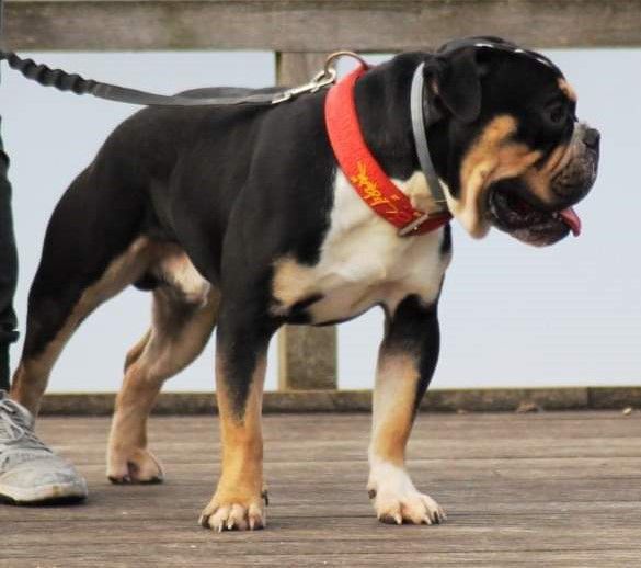 L'Imperatore Olibrius | Olde English Bulldogge 