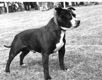 Rainsbrook Renegade | Staffordshire Bull Terrier 