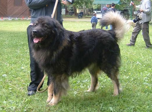 Munjo | Yugoslavian Shepherd Dog-Sarplaninac 