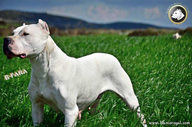 B-FARA | Argentine Dogo 