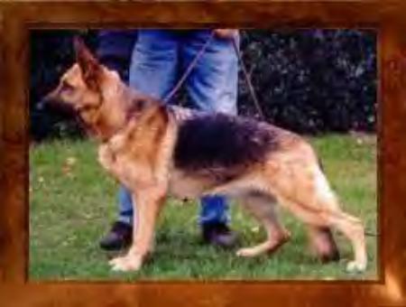 Haiga zu den Eichen | German Shepherd Dog 