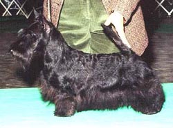 Anstamm Incorrigible | Scottish Terrier 