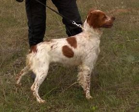 Don Breton ALFA | Brittany 