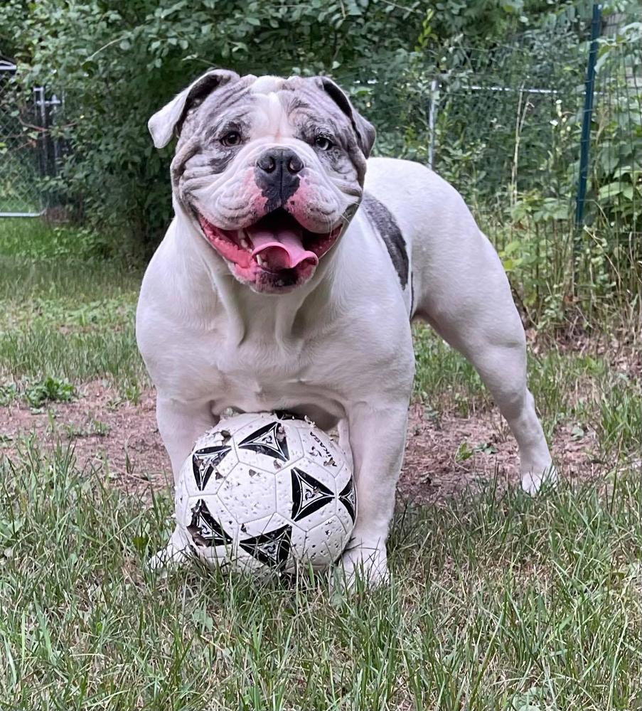 Bellz Bullz' Gertrude | Olde English Bulldogge 