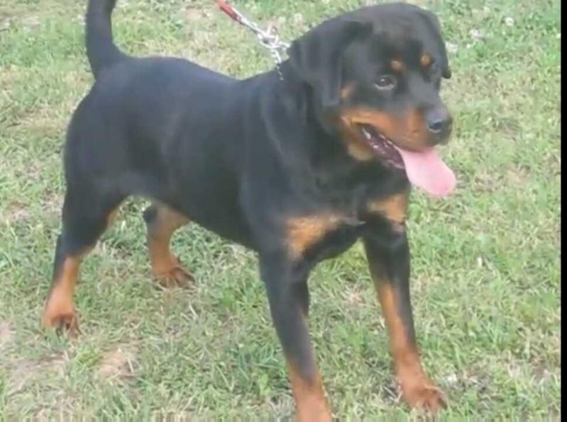 kruna von hause widershein | Rottweiler 