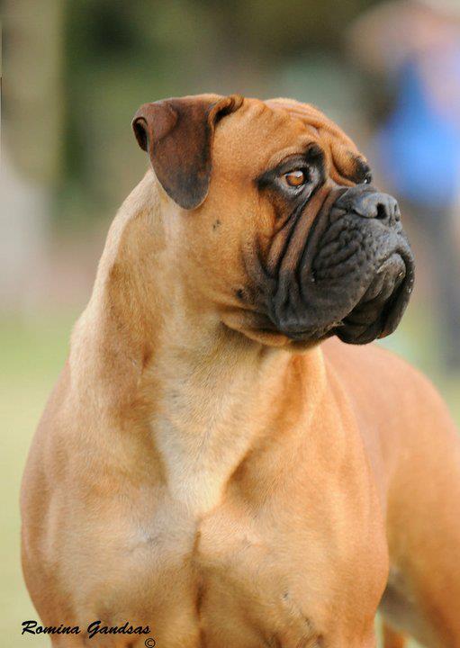 Argentango Cony | Bullmastiff 