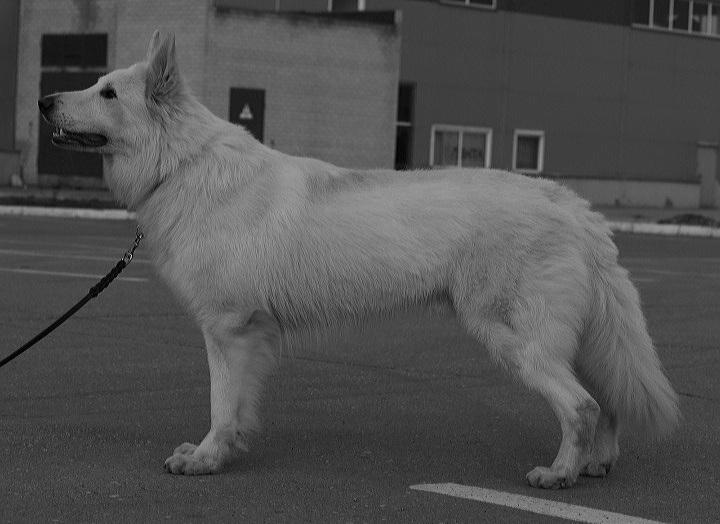 Berezovoy roschi Zion | White Swiss Shepherd Dog 