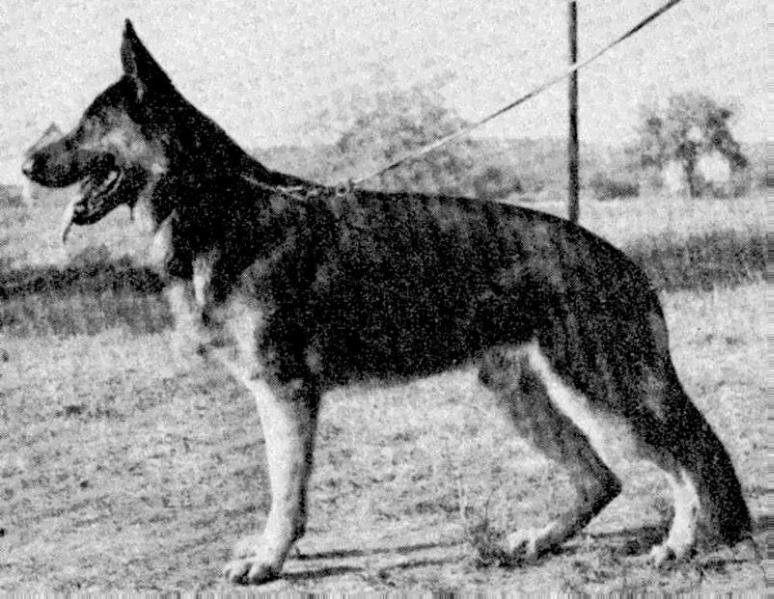 Canera von Colonia Agrippina | German Shepherd Dog 