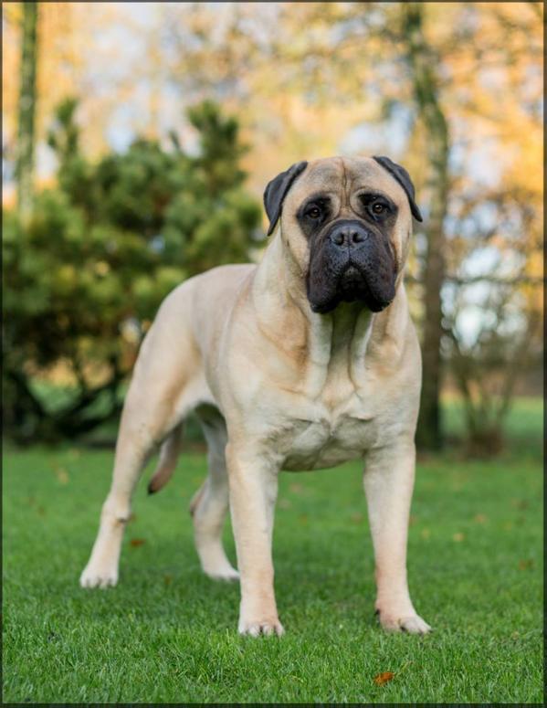 The Peatcutter's Amazing Sunkiss | Bullmastiff 