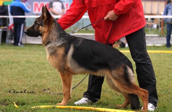 ???? ????? ?????? | German Shepherd Dog 