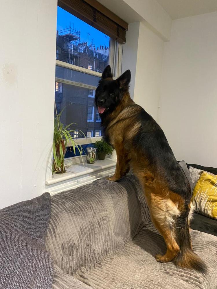 Eden Walkirya Germanius | German Shepherd Dog 