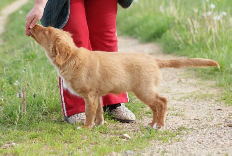 Praetorium Latobicorum's Glory | Nova Scotia Duck Tolling Retriever 