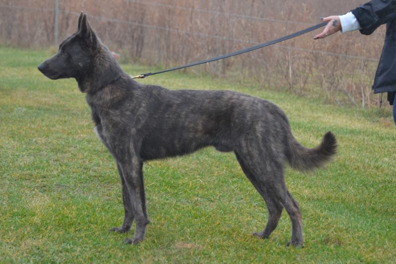 Cher Car's Zulu | Dutch Shepherd 