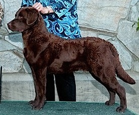 Desert Winds Eight Second Ride | Chesapeake Bay Retriever 