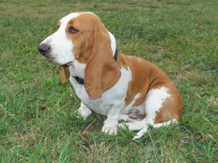 Jasmine the Juvenile Delinquent | Basset Hound 