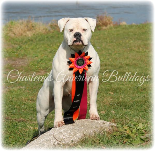 Chasteen's Haters Love Me aka Envy PH .35 .33 | American Bulldog 