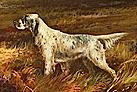 Marvel of Crombie | English Setter 