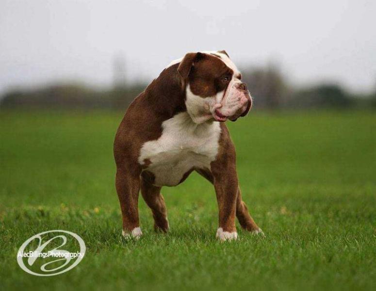 NSK CRUZ CONTROL | Olde English Bulldogge 