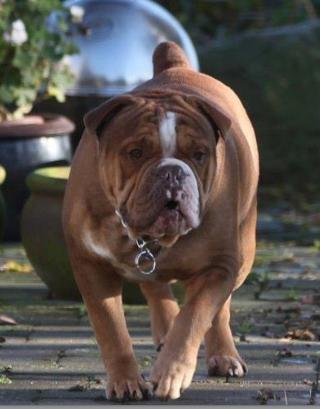 Ostergaard's Otto | Olde English Bulldogge 