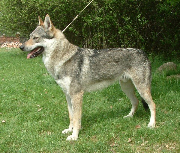 Balrog z Peronówki | Czechoslovakian Wolfdog 