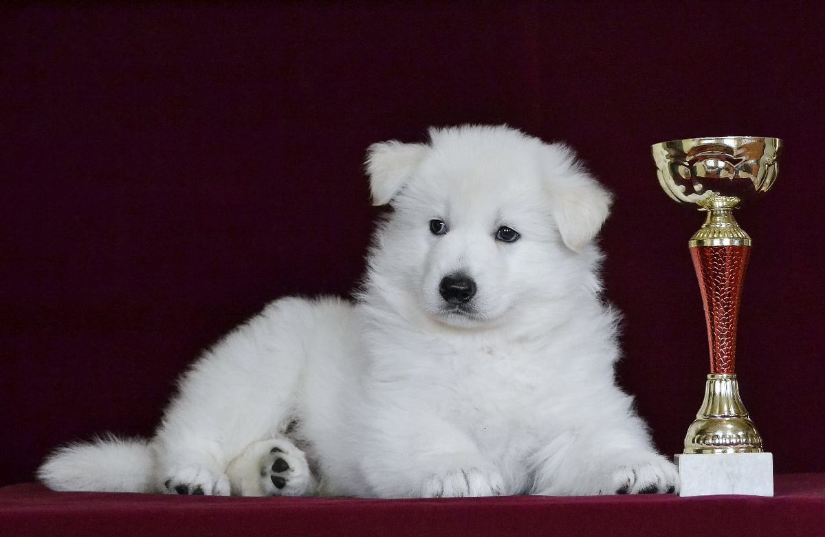 VYATSKIY VOLK VALTURI | White Swiss Shepherd Dog 