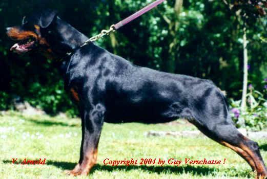 Uschi vom Schloss Hexental | Rottweiler 