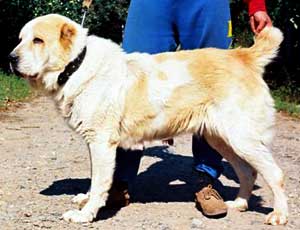 Sagi | Central Asian Shepherd Dog 