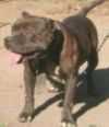 CASTLE KING'S EBONY. | American Staffordshire Terrier 